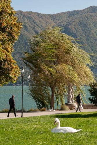 a swan laying on the grass in a park at MAJOR SISTERS, APPARTAMENTO VISTA LAGO DI LUGANO in Porto Ceresio