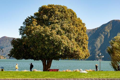 people standing under a tree next to a lake at MAJOR SISTERS, APPARTAMENTO VISTA LAGO DI LUGANO in Porto Ceresio