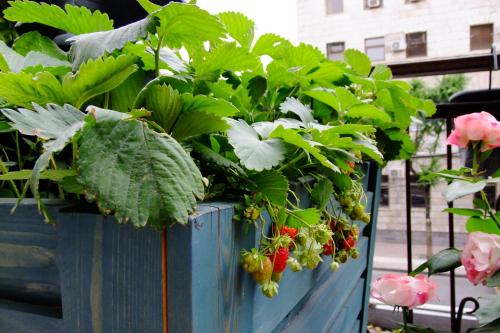  Yerevan center apartment 5A -  Room  picture :   Tea/Coffee maker    Minibar    Shower                           