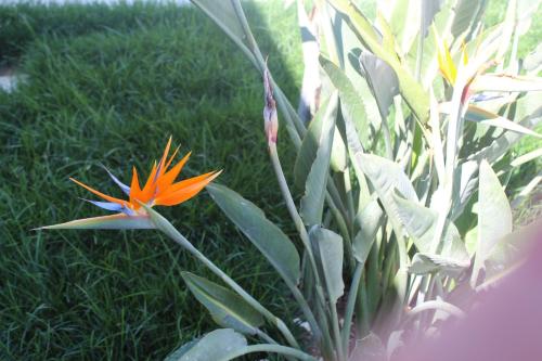 an orange flower in the middle of some plants at La casa del Sole in Fermo