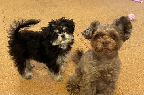 two small dogs standing next to each other on the floor at THE LANG HOTEL Hakata in Fukuoka