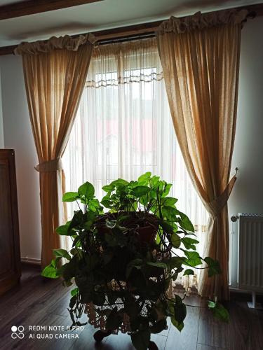 a plant sitting in front of a window with curtains at Casa Lucia in Dămuc