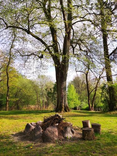 a tree and some rocks in a park at Bed & Breakfast - Warniłęg in Warniłęg
