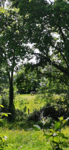 a horse grazing in a field with trees at camping de la chagnée in Saint-Aubin-le-Cloud