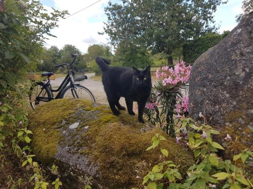 a black cat walking on top of a rock at camping de la chagnée in Saint-Aubin-le-Cloud