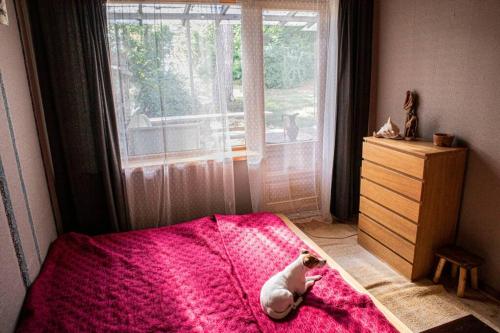 un chien dormant sur un lit dans une chambre dans l'établissement Pīlādži, à Saulkrasti