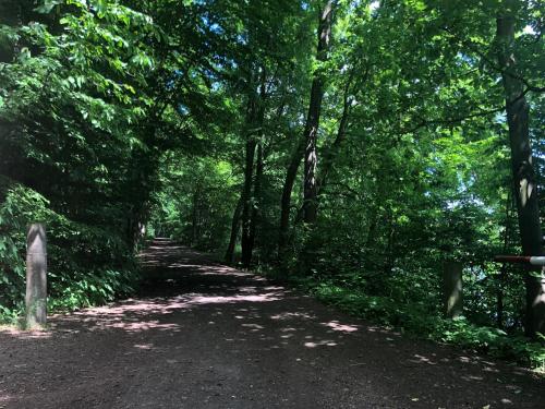 a dirt road through a forest with trees at Apartmány Jevany in Jevany