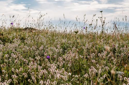 a field of tall grass with purple flowers at Abruka Glamping in Abruka