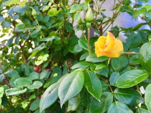 a yellow rose on a bush with green leaves at Villa Lindwurm in Klagenfurt