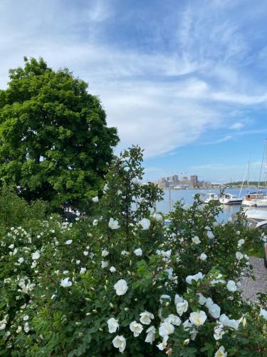 a bush of white roses in front of a tree at Inn Tourist Hostel in Helsinki