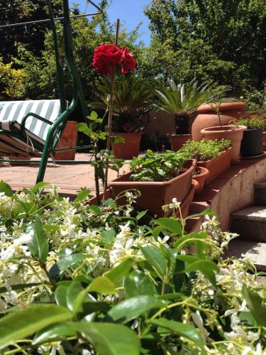 Giardino di Affittacamere Ciro's House
