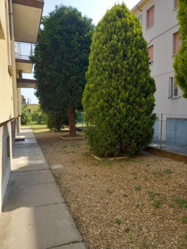 two trees in a yard next to a building at FLY HOUSE BOLOGNA...un appartamento al volo in Bologna