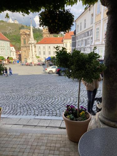 a person standing on a street with a potted plant at Penzion Moravia - free parking in the city center in Mikulov