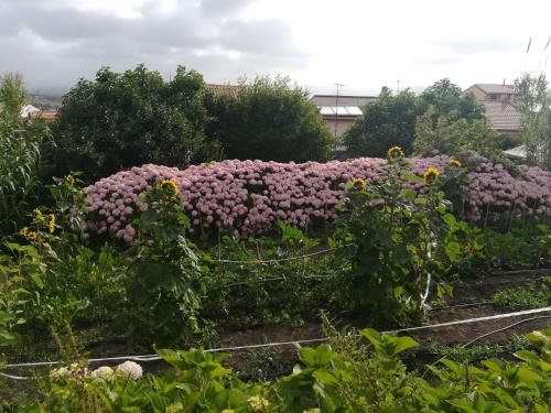 a row of purple flowers in a garden at AFFITTA CAMERE CASA DELLE ROSE in Villanova Monteleone