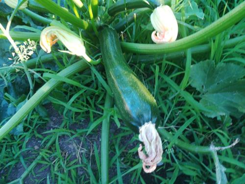 a green cucumber sitting in the grass next to flowers at AFFITTA CAMERE CASA DELLE ROSE in Villanova Monteleone