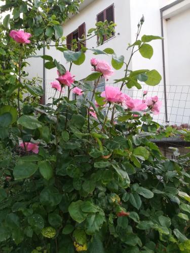 a bush of pink roses in front of a building at AFFITTA CAMERE CASA DELLE ROSE in Villanova Monteleone