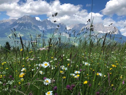 a field of flowers with mountains in the background at otto steiner appartements pension ellmau & wilder kaiser in Ellmau