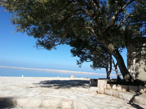 a tree on the beach with the ocean in the background at Rooms Ante in Tribanj-Krušćica