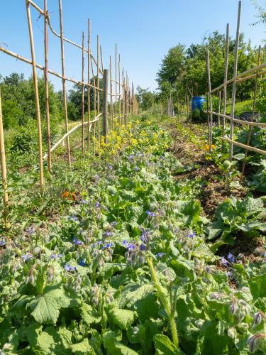 a garden with purple flowers and green plants at B&B Sant'Anna 21 in Monforte dʼAlba
