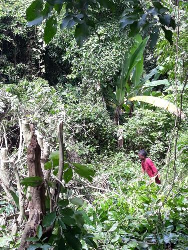 a man walking through a lush green forest at Mack's Home in Clifton