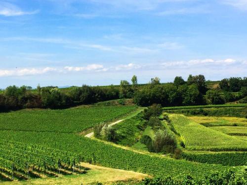 a view of a field of green vineyards at Ferien- und Winzerhof Simon in Freiburg im Breisgau