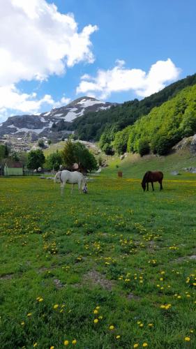 a group of horses grazing in a field of grass at Katun Mokra accommodation & horseback riding in Podgorica