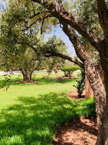 a tree in a field with green grass at Upupa de l’Atlas in Marrakech