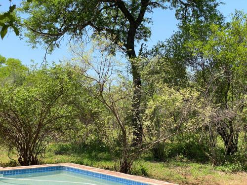 an empty swimming pool in a field with trees at The Bush Hut in Hoedspruit