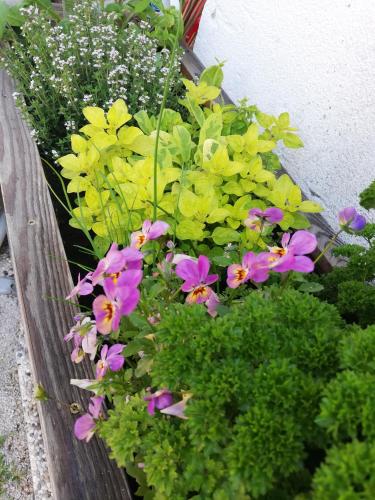 a garden with purple and yellow flowers and green plants at Country house Dovje in Dovje