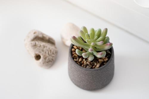 a small succulent plant in a pot next to a rock at Apartments Nautilus, nearby beach Svetilnik in Izola