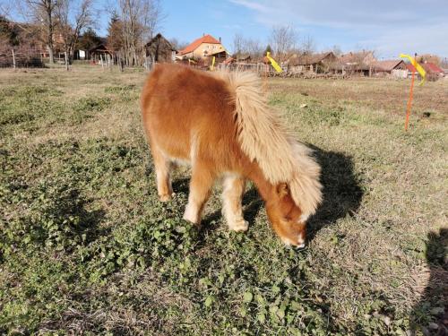a small pony eating grass in a field at Katica Vendégház Somogyvár - Ladybird Villa Somogyvár in Somogyvár