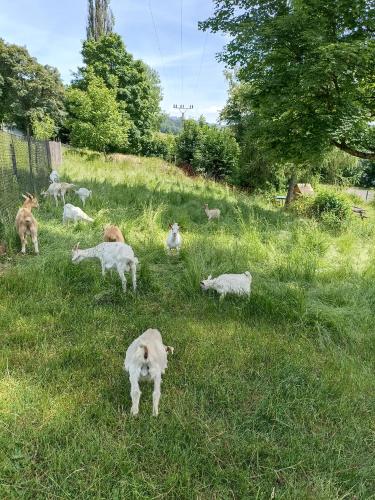 a herd of sheep grazing in a field of grass at Penzion Jizera Malá Skála in Malá Skála