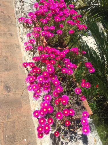 a bunch of pink flowers in a flower pot at Le Rocce in SantʼAgata deʼ Goti