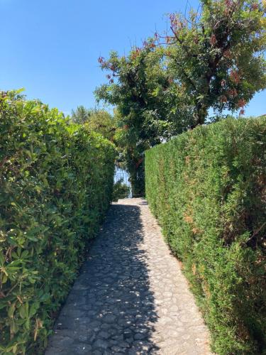 a path between two hedge hedges in a park at Il Casalino in Maratea