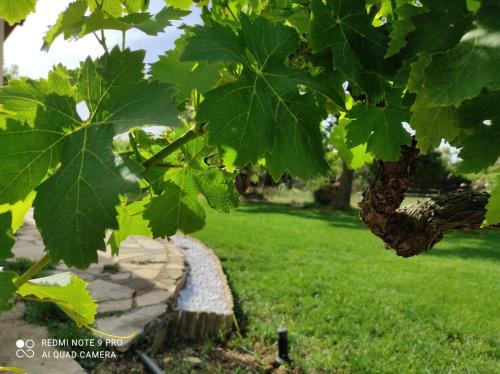 Um jardim em S'Istentale