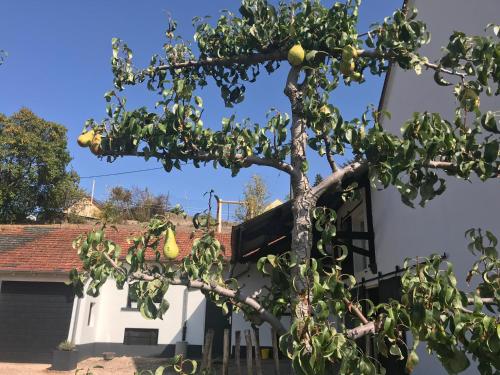 a tree with fruit in front of a building at Luxe, landelijke vakantiewoning der alte Birnenbaum Duitsland-Sankt Wendel in Sankt Wendel