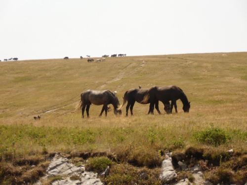 trois chevaux broutant dans un champ d'herbe dans l'établissement Apartmani Kaić, à Livno