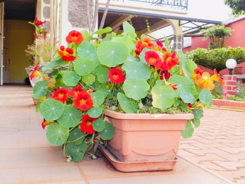 a potted plant with red and yellow flowers at Petite Flower Guest House in Talata-maty