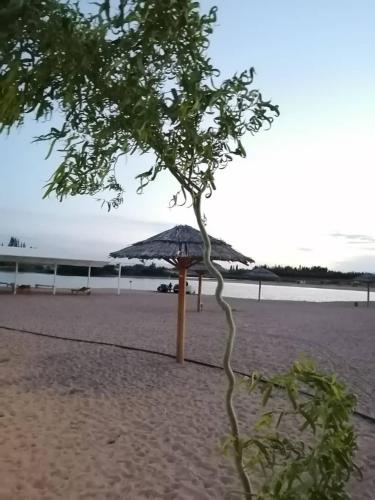 a small tree on a beach with an umbrella at Уютный коттедж на берегу Иссык-Куля, Киргизия in Chok-Tal