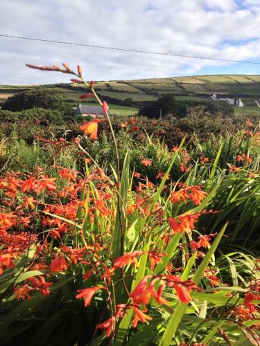 a field of red flowers in a field at An Portán Guest House in Dunquin