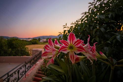 a pink flower in a bush with the sunset in the background at Nadia Studios in Kalamaki