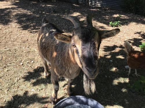 Animales en la casa o chalet o alrededores