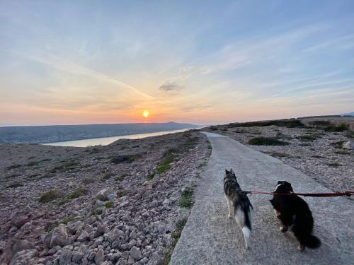 two dogs walking down a road at sunset at Apartment Anamaria in Pag