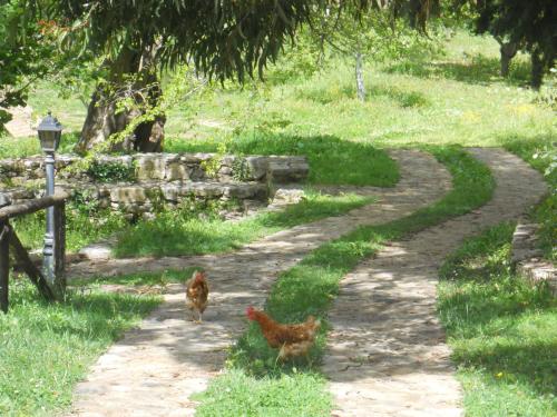 two chickens walking down a dirt road at L'Antico Casale in Polizzi Generosa