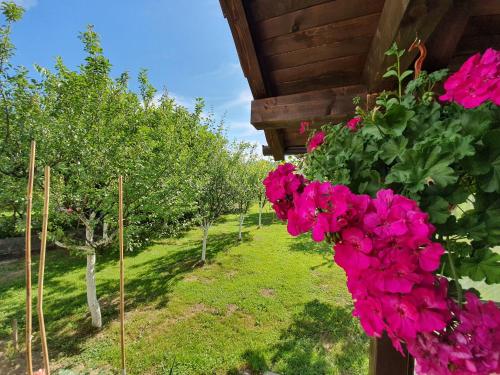 Κήπος έξω από το Apartments Karabegovic