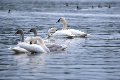 a group of white swans swimming in the water at Otter's Pond Bed and Breakfast in Eastsound