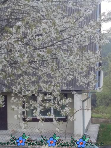 a tree with white flowers in front of a building at Садиба "У стрийка" Сопіт in Sopot