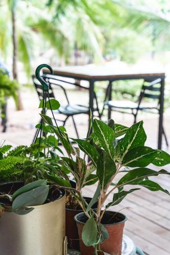 a group of plants in pots on a table at SoulShine in Playa Avellana