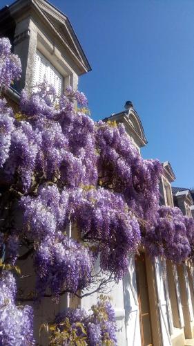a bunch of purple flowers hanging off the side of a building at Hotel La Croix De Vernuche in Varennes Vauzelles