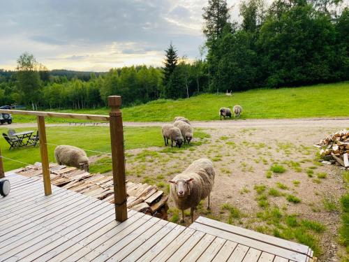 a herd of sheep grazing in a field at Adventure Guesthouse Sweden in rural area Sunne in Sunne